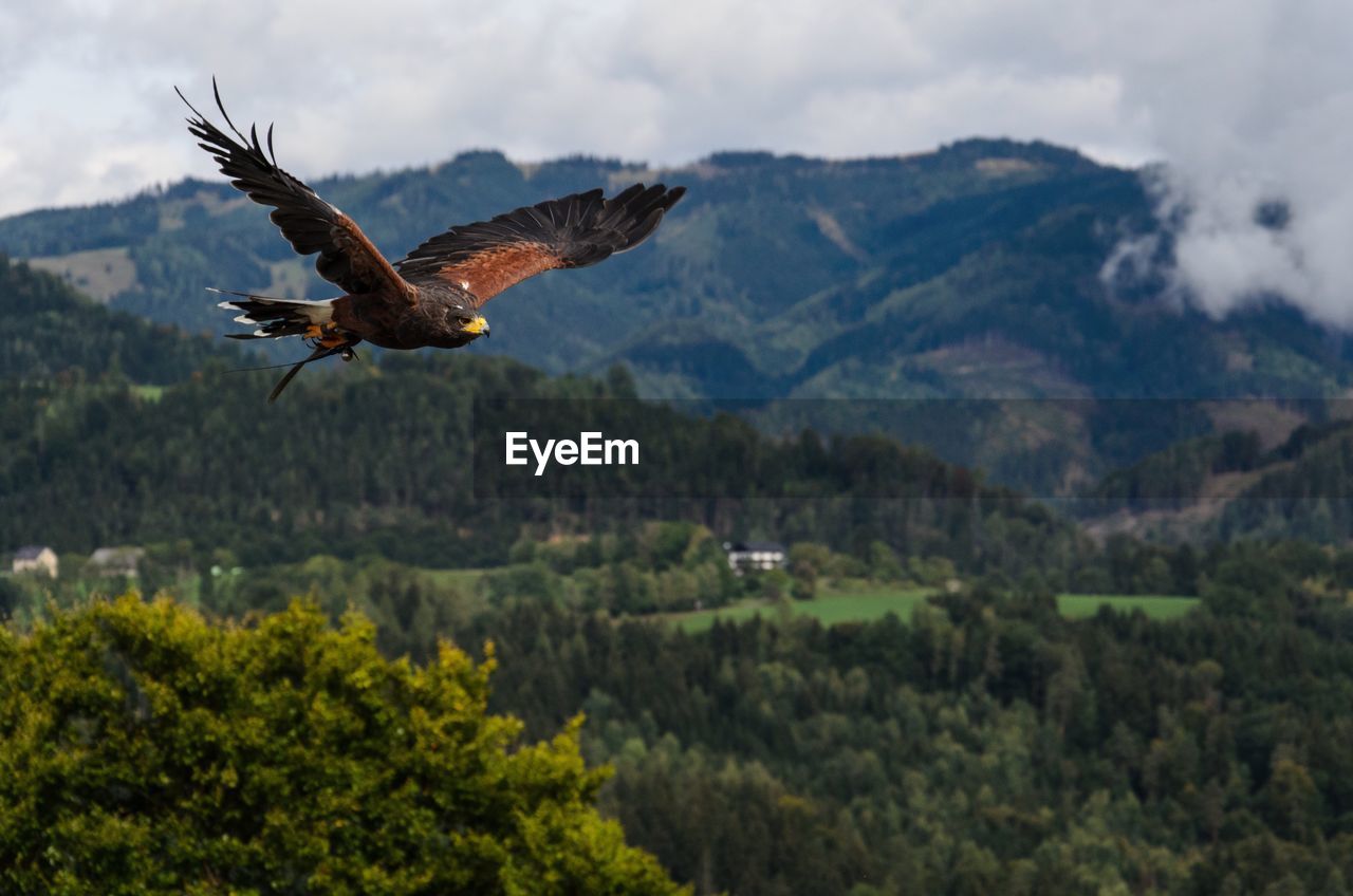 Bird flying over mountain against sky