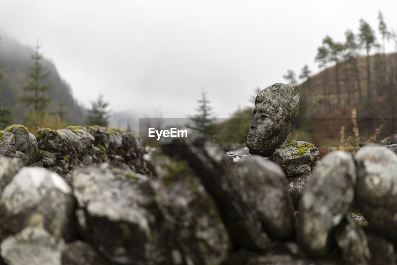 CLOSE-UP OF LICHEN ON ROCKS