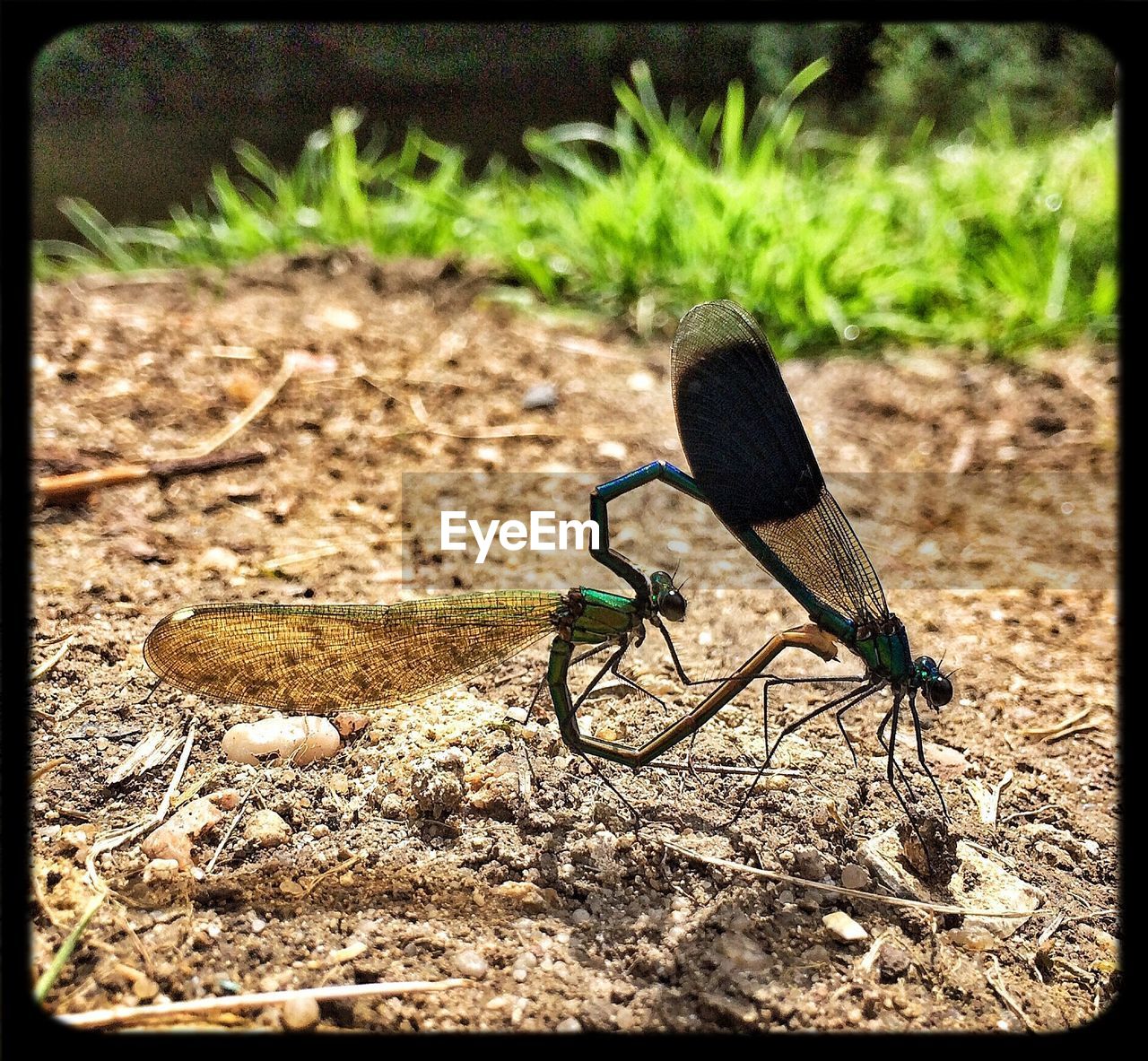 Dragonfly mating in a field