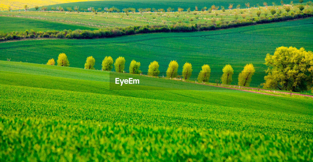 Scenic view of agricultural field