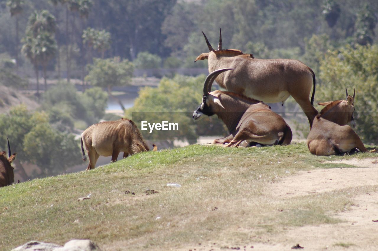Animals on field