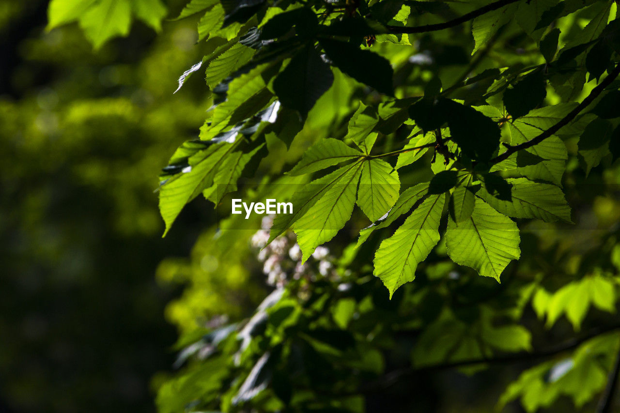 green, tree, plant, sunlight, leaf, plant part, branch, nature, forest, food and drink, growth, beauty in nature, flower, no people, food, outdoors, freshness, summer, day, autumn, environment, land, focus on foreground, close-up