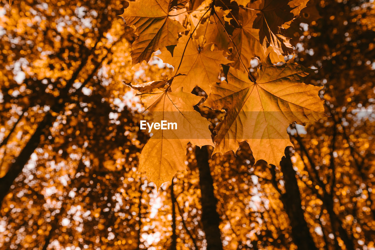 Low angle view of maple leaves on tree