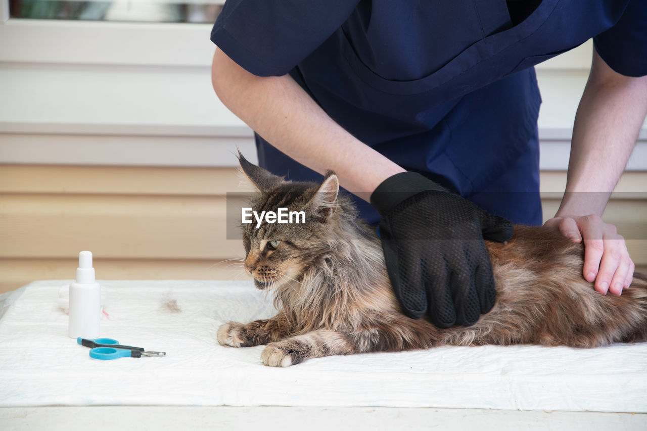 The veterinarian combs the maine coon cat with gloves, provides grooming