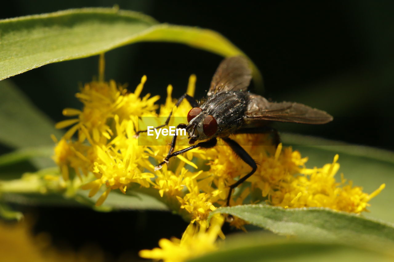 CLOSE-UP OF INSECT ON YELLOW FLOWERS