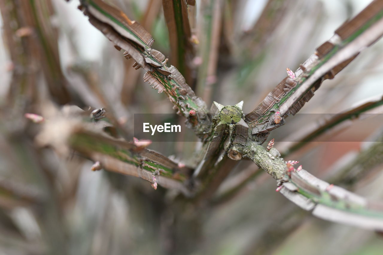 Close-up of flower growing on tree branch