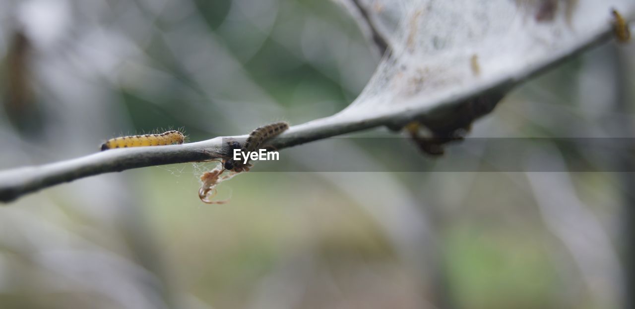 CLOSE-UP OF LIZARD ON STEM