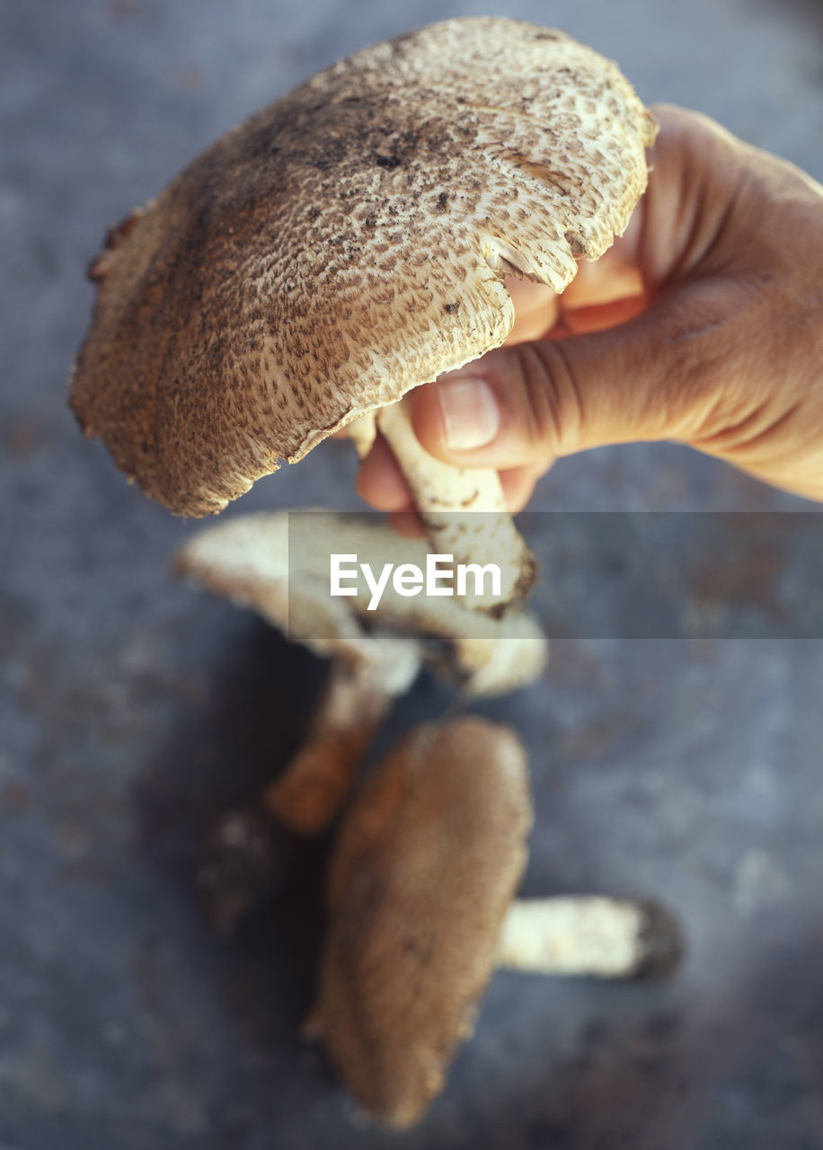 Close-up of hand holding mushroom