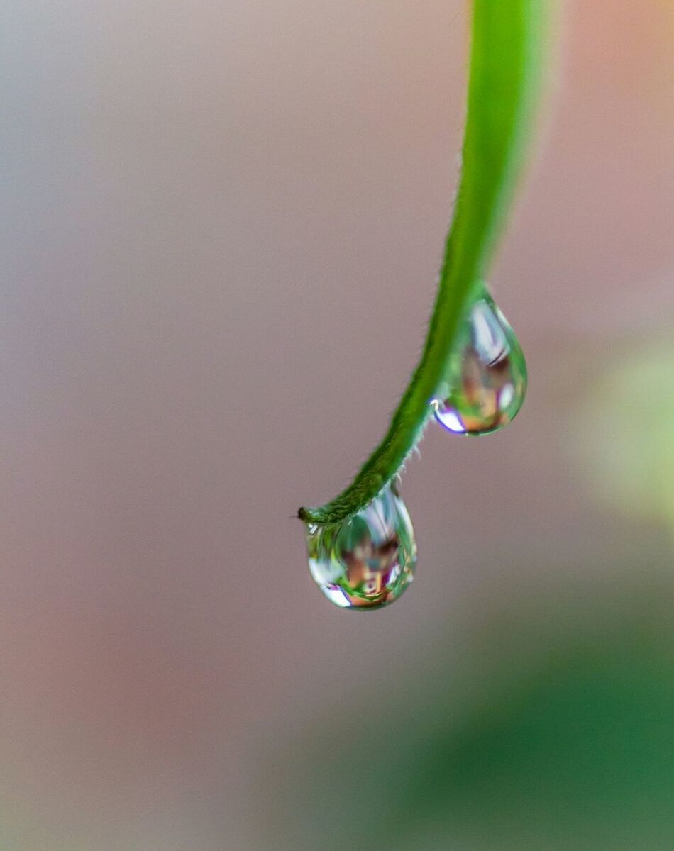 Close-up of water drop on grass