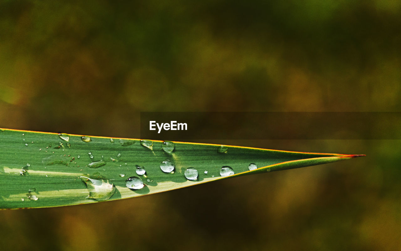 Close up of raindrops on green leaf
