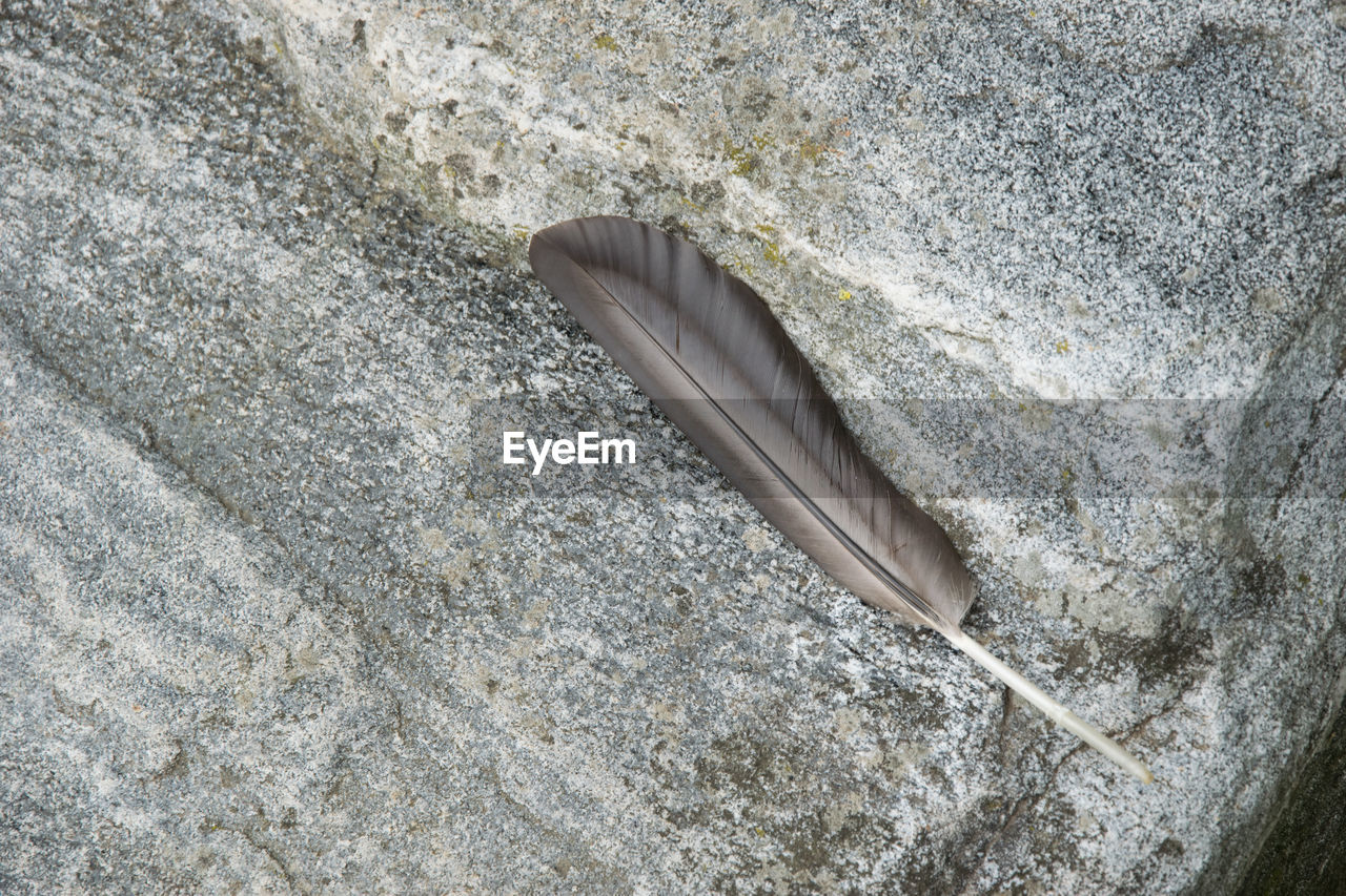 Close-up of feather on ground