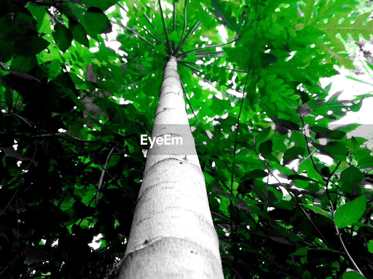 LOW ANGLE VIEW OF BAMBOO TREE