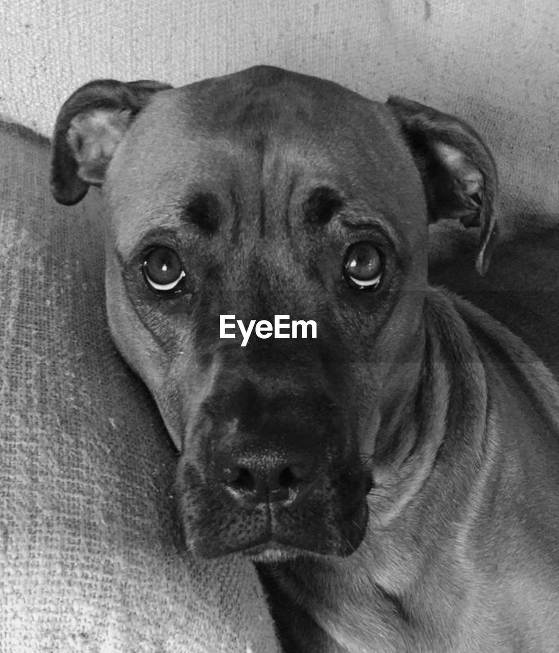 CLOSE-UP PORTRAIT OF DOG LYING ON FLOOR AT HOME