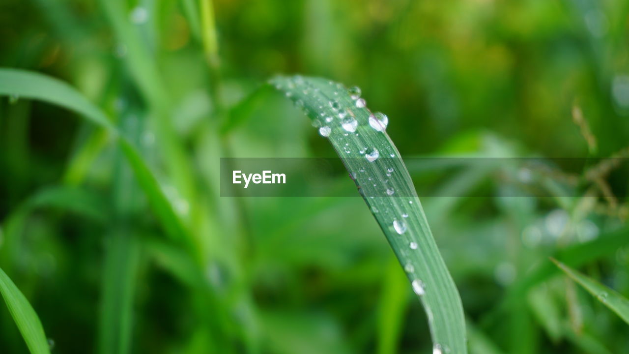 CLOSE-UP OF WATER DROPS ON PLANT