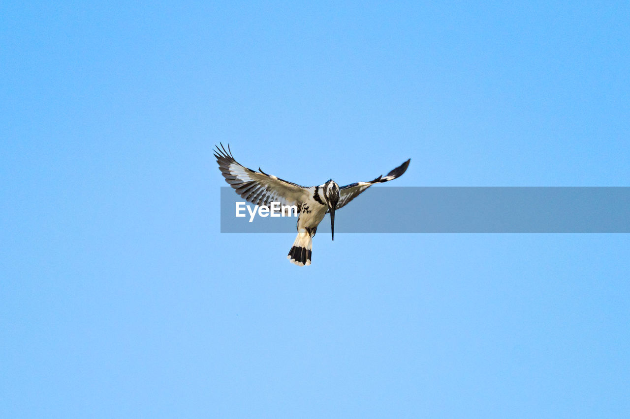 flying, animal, animal themes, bird, wildlife, animal wildlife, sky, spread wings, clear sky, one animal, blue, bird of prey, animal body part, mid-air, nature, no people, low angle view, falcon, copy space, motion, sunny, day, animal wing, wing, outdoors, eagle
