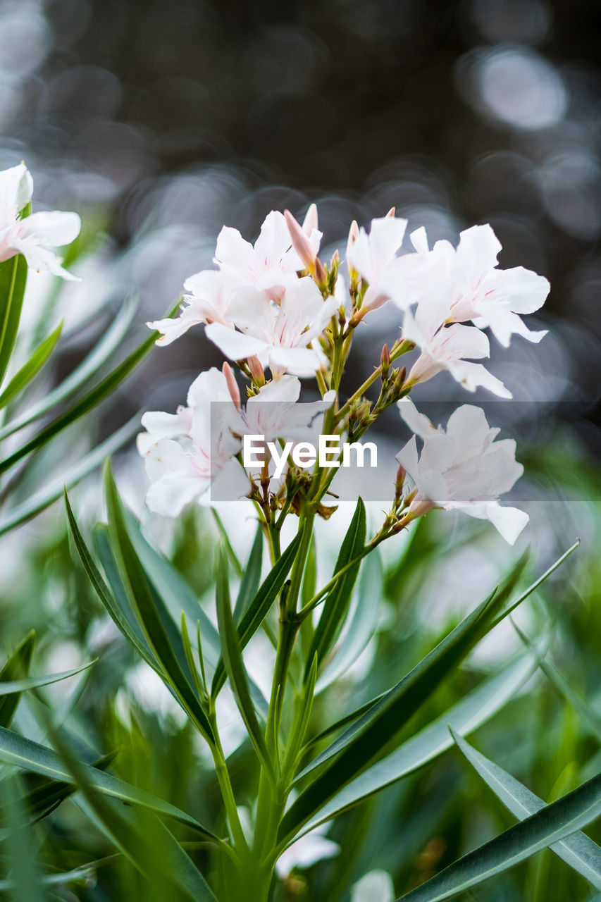 CLOSE-UP OF WHITE FLOWERING PLANT WITH FLOWERS