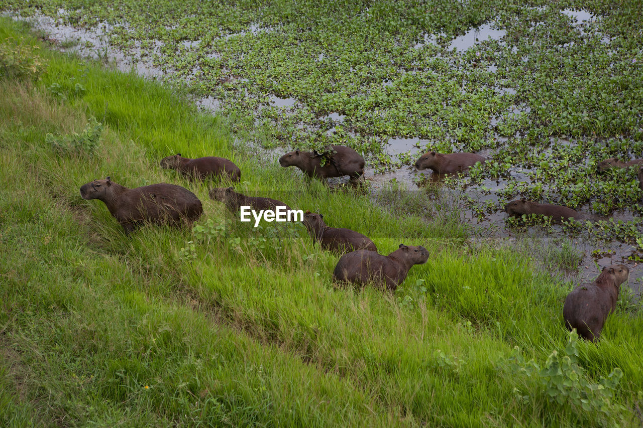 SHEEP GRAZING IN FIELD