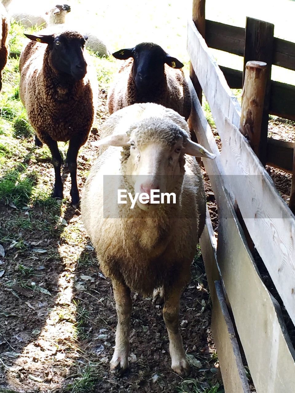 SHEEP STANDING ON FIELD