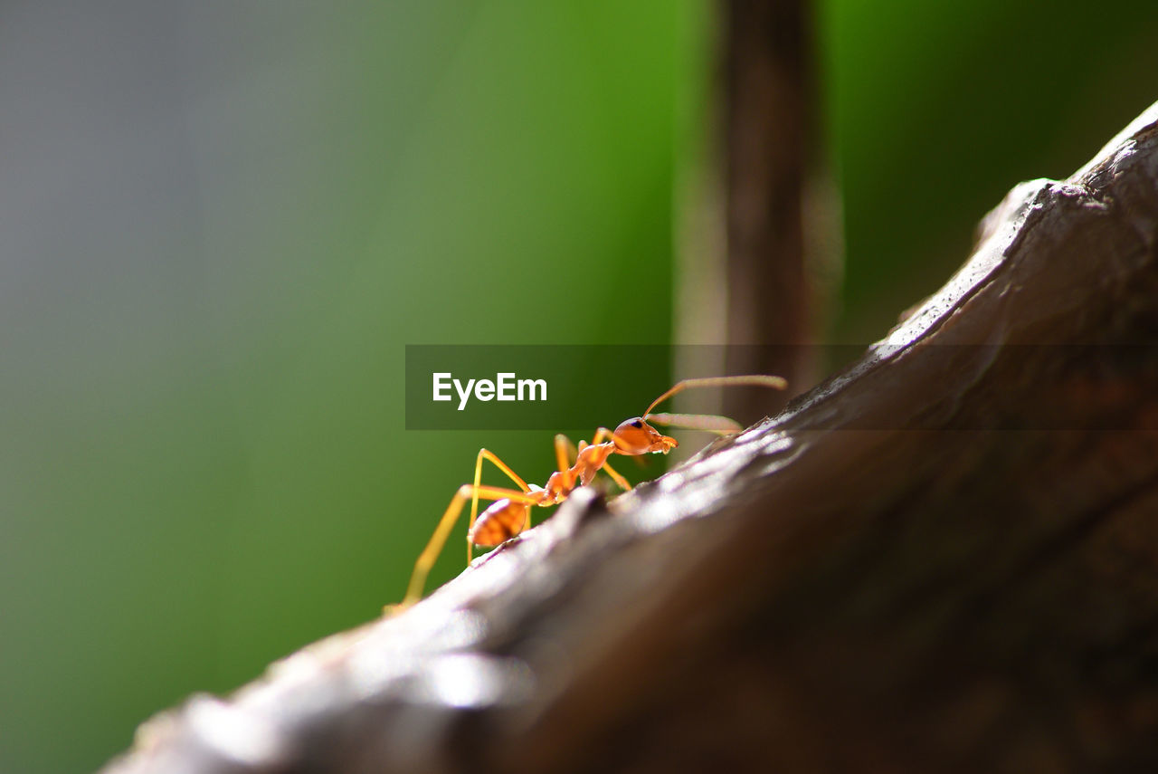 Close-up of ant on tree trunk