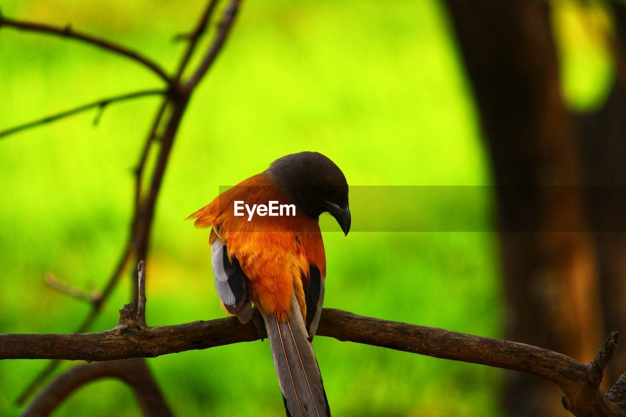 CLOSE-UP OF BIRD PERCHING ON TREE