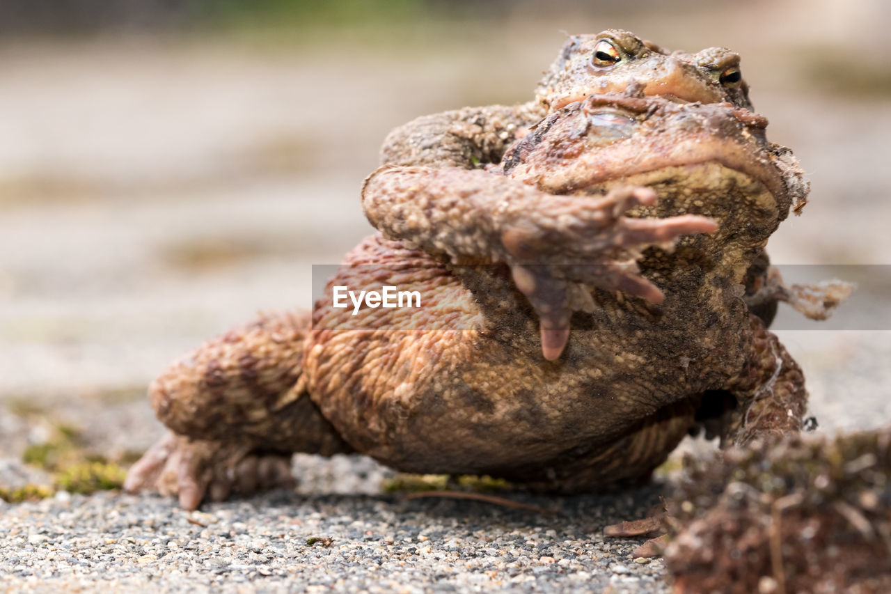 CLOSE-UP OF A LIZARD