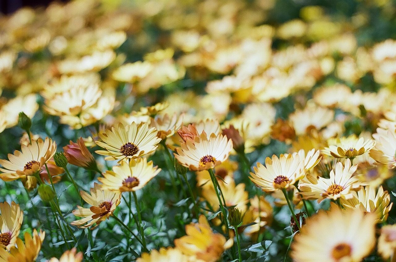 Detail shot of yellow flowers