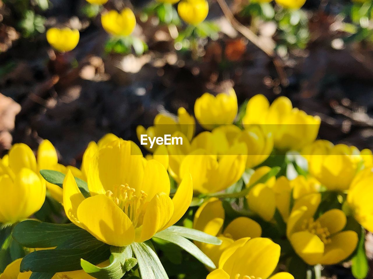 CLOSE-UP OF YELLOW FLOWERS