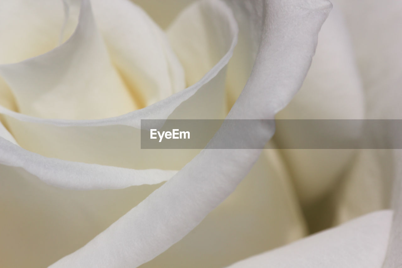 HIGH ANGLE VIEW OF WHITE ROSES