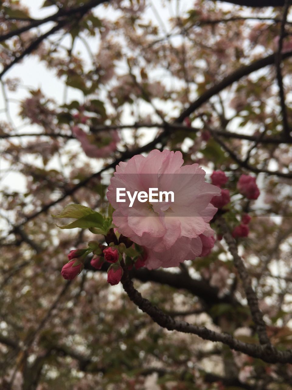 Low angle view of pink flowers blooming on tree