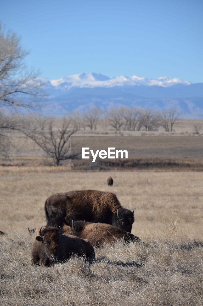 Bison on field against sky