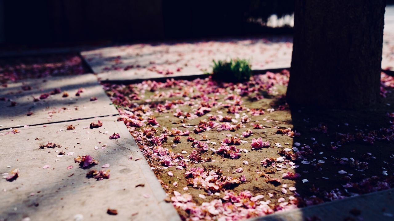 CLOSE-UP OF AUTUMN LEAVES ON FLOWERS