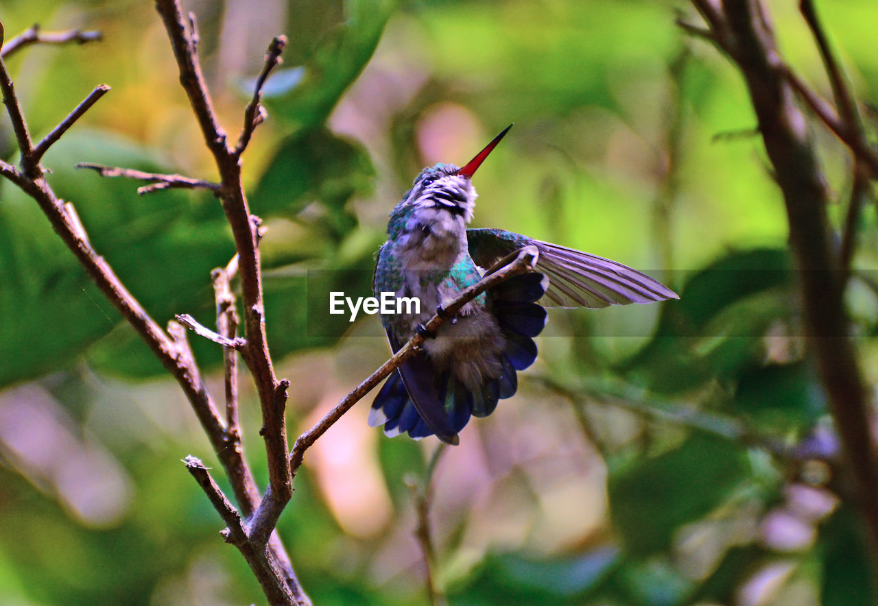 CLOSE-UP OF A BIRD PERCHING ON BRANCH