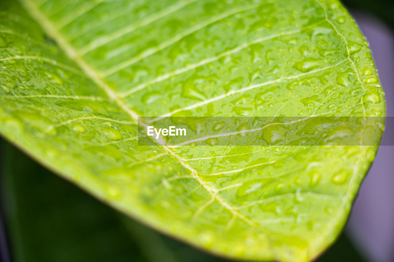 Close-up of green leaf