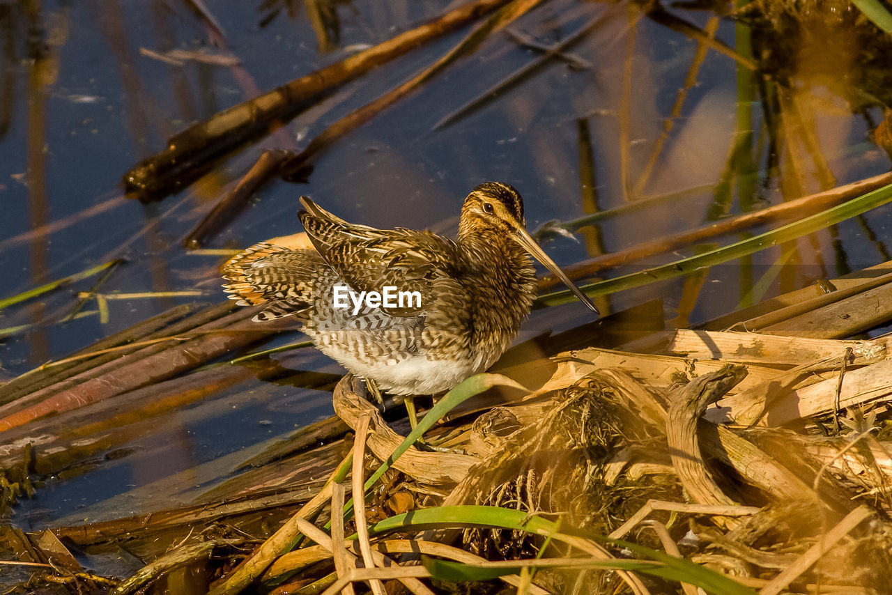 CLOSE-UP OF BIRDS PERCHING ON NEST