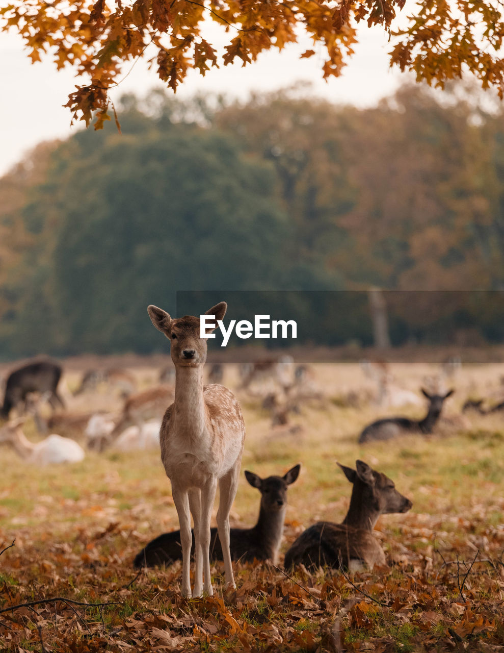 Deer  standing on field