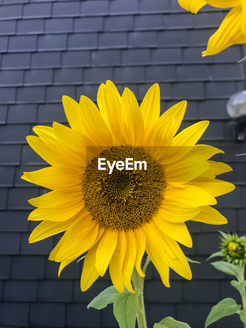 CLOSE-UP OF SUNFLOWER ON YELLOW FLOWER