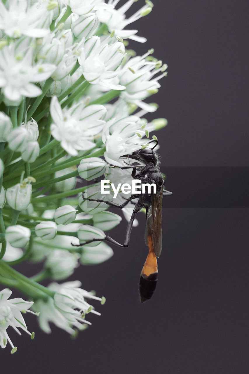 CLOSE-UP OF WHITE FLOWERING PLANTS
