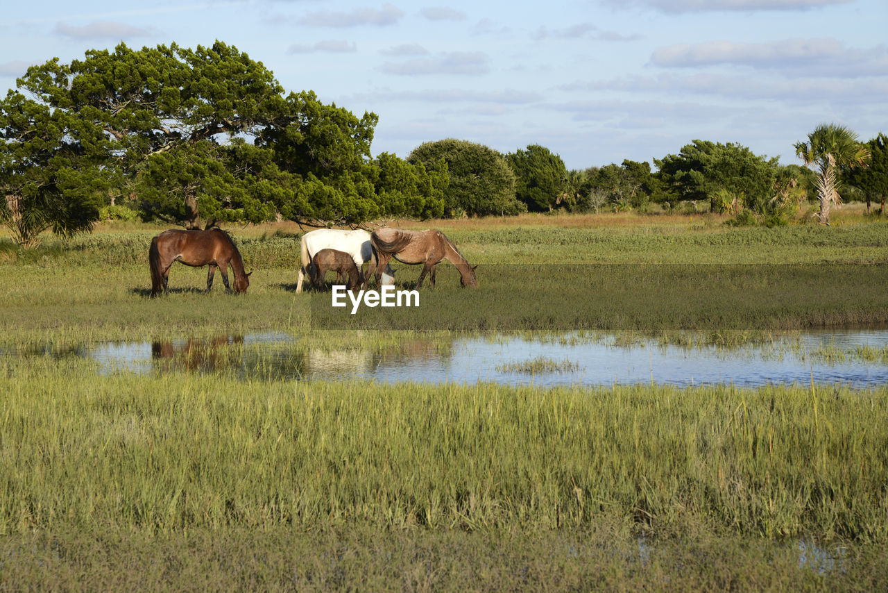 Horses grazing on grassy field