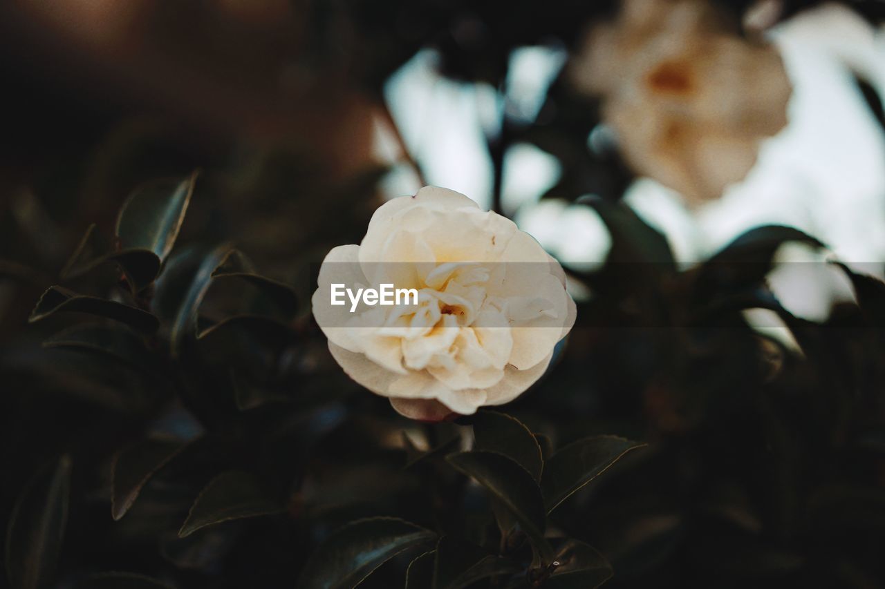 Close-up of white rose