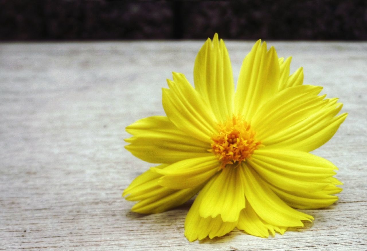 Close-up of yellow flower on table