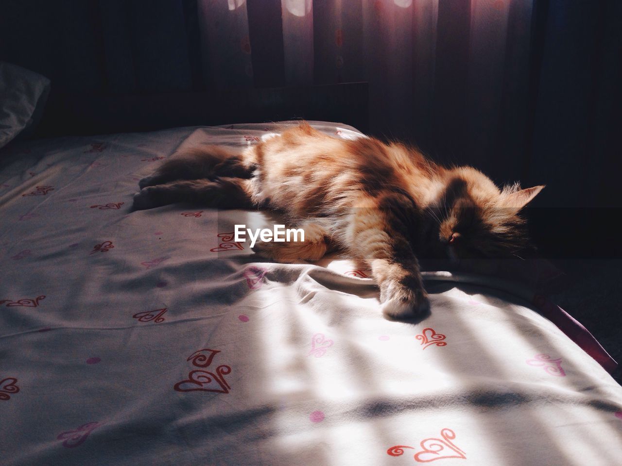 Close-up of cat lying on bed