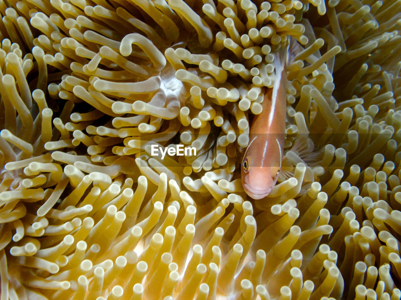 CLOSE-UP OF CORAL ON SEA