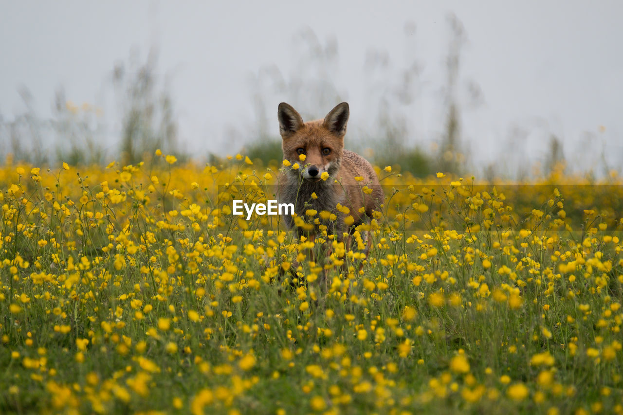 Portrait of a fox at flower field