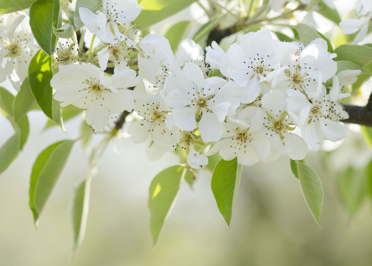 CLOSE-UP OF WHITE FLOWERS ON BRANCH