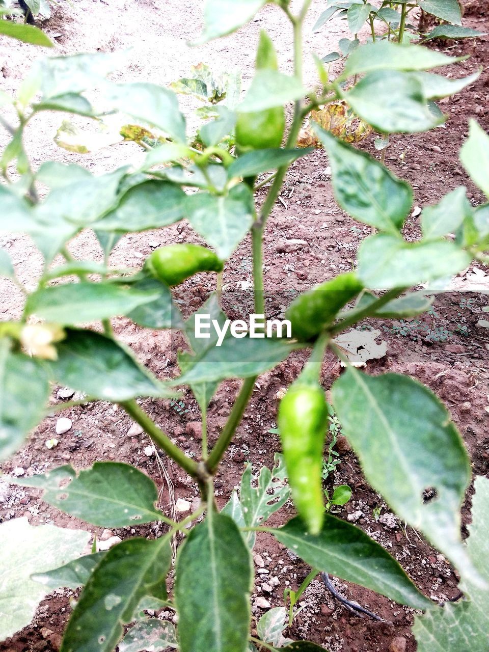 PLANTS GROWING ON A TREE