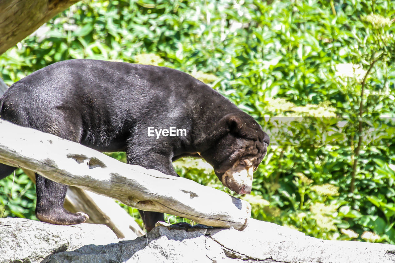 VIEW OF A DOG ON WOOD