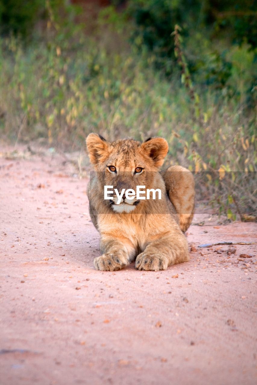 Lion cub lying on the road of kruger