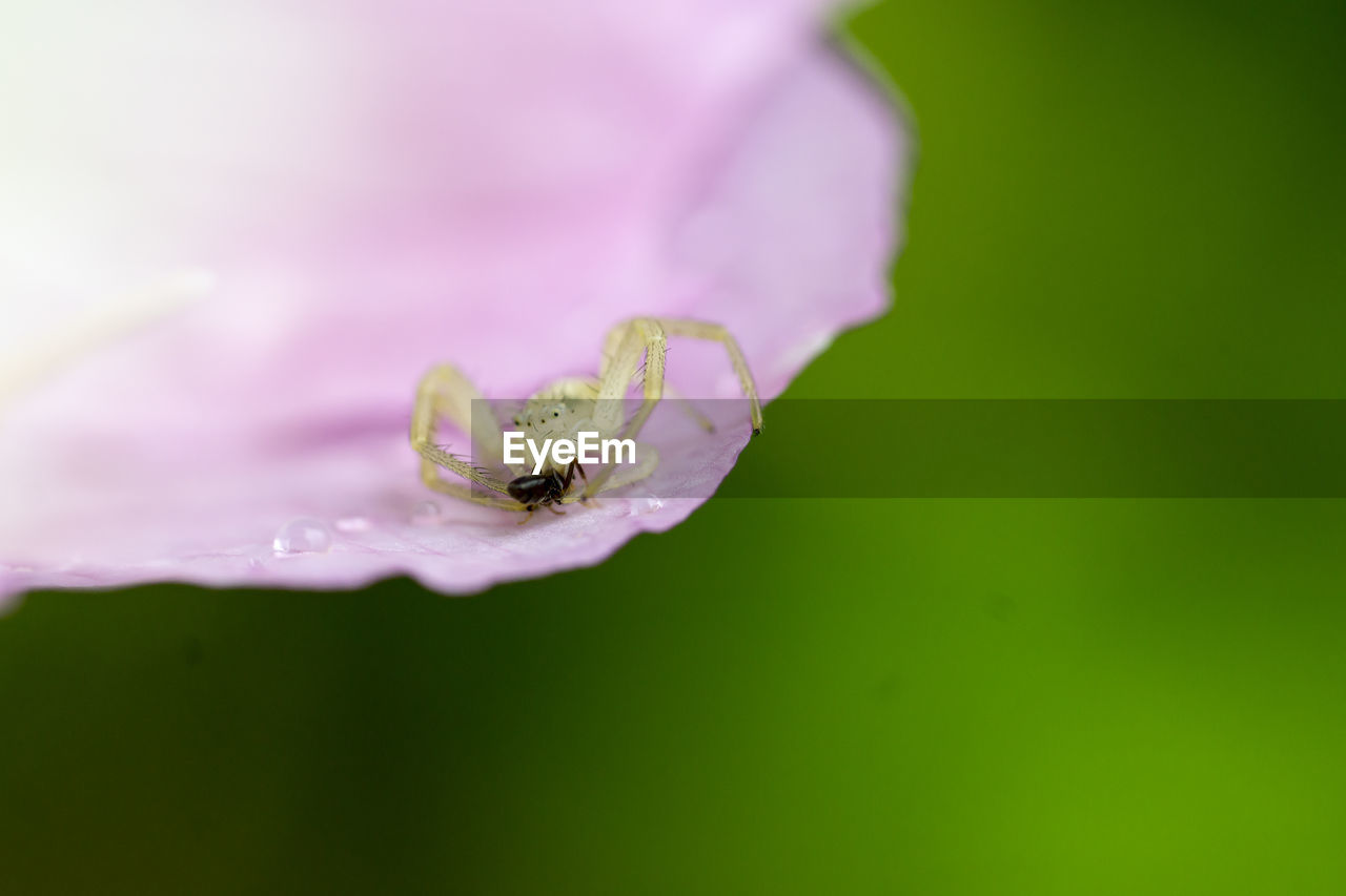 Extreme close-up of spider attacking ant