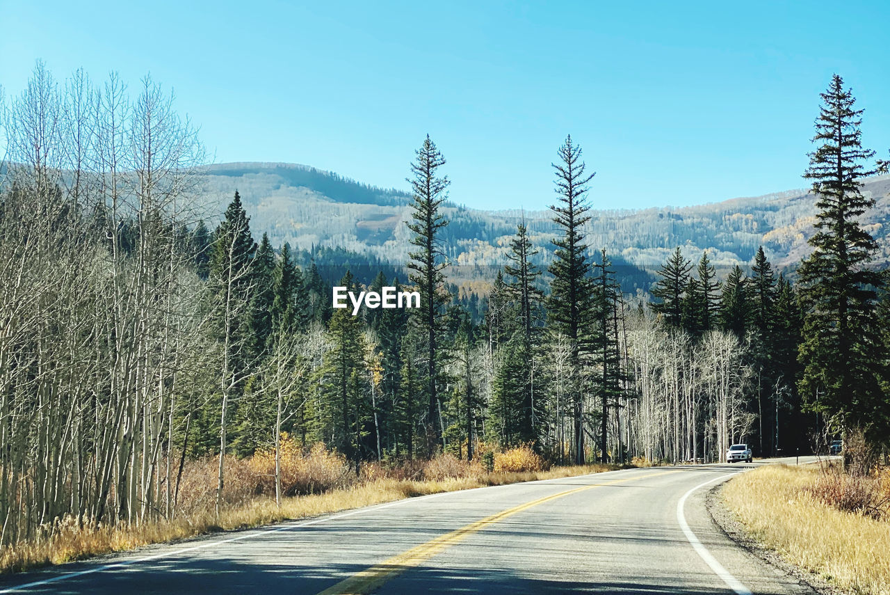 tree, road, plant, transportation, nature, sky, no people, beauty in nature, mountain, scenics - nature, the way forward, tranquil scene, pine tree, tranquility, non-urban scene, coniferous tree, forest, day, land, pinaceae, symbol, landscape, mountain range, pine woodland, road marking, marking, sign, winter, environment, sunlight, empty road, clear sky, snow, blue, country road, mountain pass, remote, wilderness, outdoors, diminishing perspective, highway, travel, cold temperature, growth, idyllic