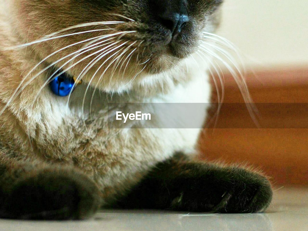 Low section of cat relaxing on floor